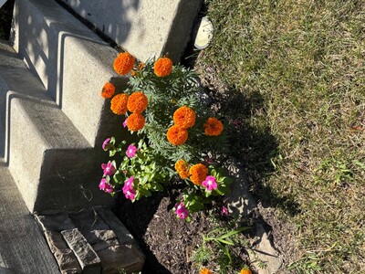 Late Summer Flowers in the Garden