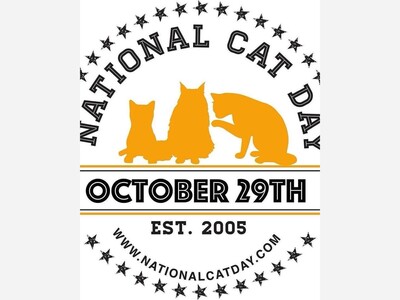 Be Kind To Your Cat Today! 