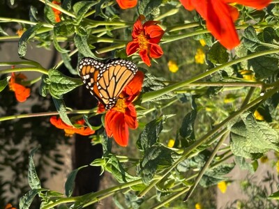 Submit Pictures of Nature in Spotsylvania County 