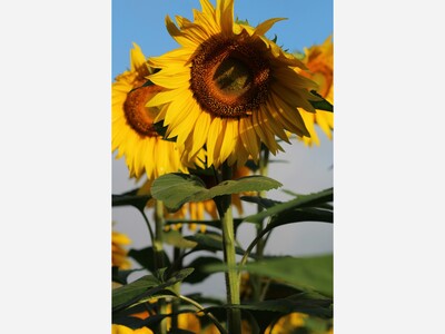 August's Celebration Days
